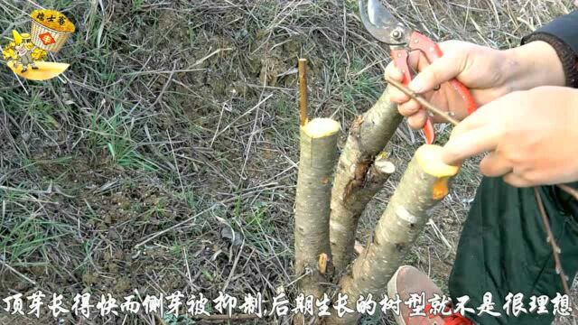 接穗为什么不用顶芽?果农的一番讲解才知原来如此,的确有道理