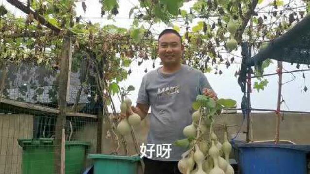 天台种植的葫芦成熟了,和女儿一起摘,女儿:哇葫芦也有双胞胎