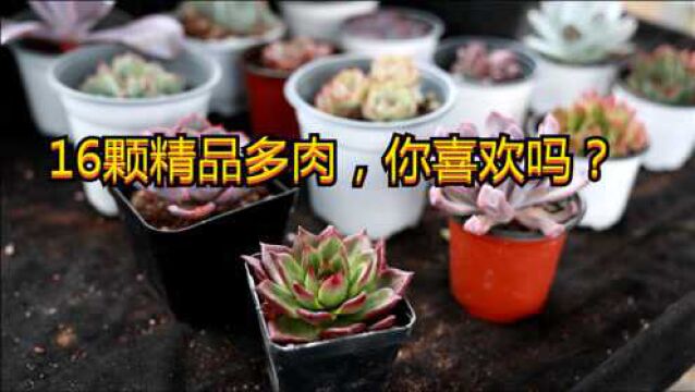 16颗精品多肉,小言给大家挨个介绍,有你中意的那一款吗?