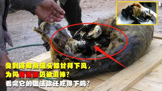 臭到堪称生化武器,为何腌海雀仍被追捧?看完做法你还吃得下吗?