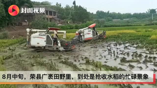 金色稻浪铺满田野 天气晴好四川荣县37万亩水稻忙抢收