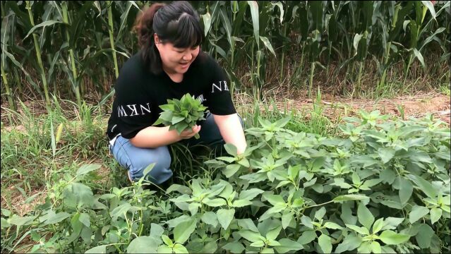 朋友点名要吃的“高钙菜”,农村遍地都是,吃过一次就忘不了