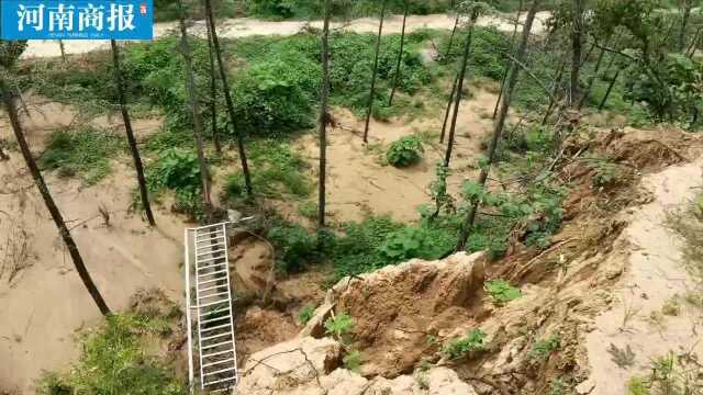 郑州暴雨后的木林