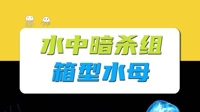 箱水母有多恐怖?说出来别不信 碰一下就可能使你狗带#知识ˆ’知识抢先知#