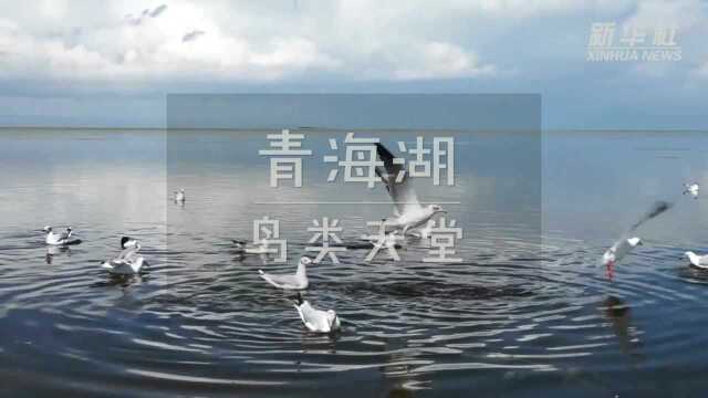 青海湖:鸟类天堂