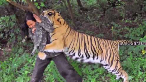 女子救下一只老虎,5年后再相遇，直接被老虎“咬住脖子”！