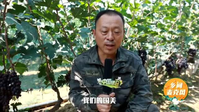 乡间麦克风山东高青 | 一块土地4份收入 农民丰收话幸福