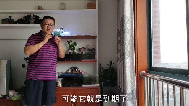 孔雀鱼能活多久?总是死并非偶然,有时候真不能怪你养鱼水平不行