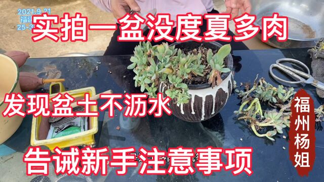 实拍绮罗缀没有度夏,挖出来发现盆土不沥水,告诫新手注意事项!