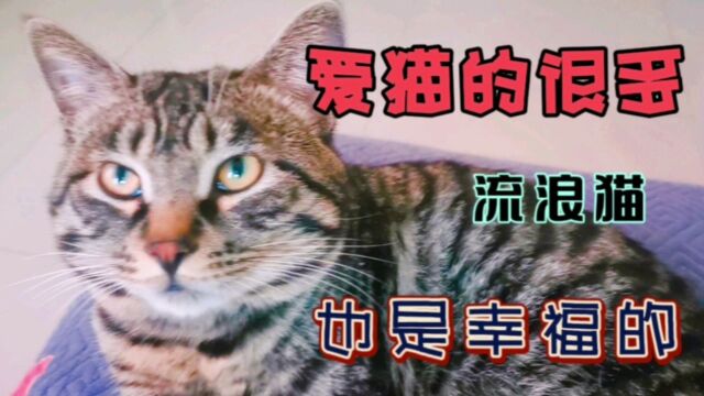 胆小的流浪猫躲在草丛里,因害怕陌生狗狗,始终猫咪不敢靠近人!