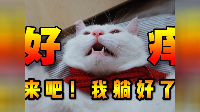 猫的头可以有多痒? #搞笑#萌新UP