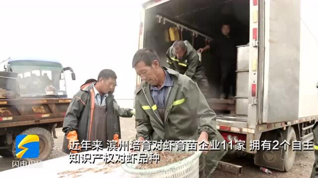 滨州被中国渔业协会正式授予 “中国白对虾种都”和“中国文蛤之乡”区域特色渔业公用品牌