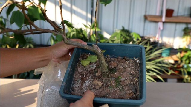 养三角梅,盆里撒一把“粉末”,四季都能开花爆盆