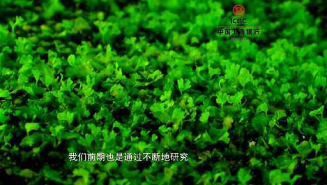 苍南:珍稀濒危植物笔筒树回归野外