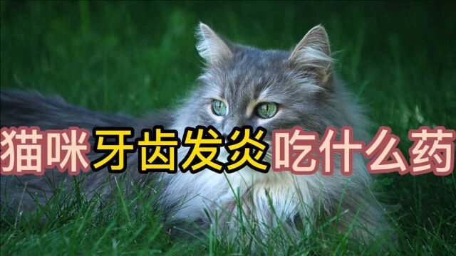 猫咪牙齿发炎吃什么药