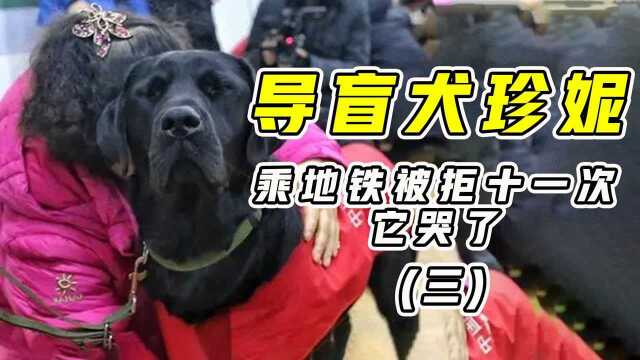 当导盲犬珍妮第十一次被挡在地铁外,它哭了,为何对导盲犬如此残忍!