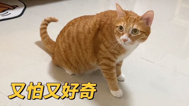 当陌生人来家里,两只猫的行为表现,和外出时相比简直判若两猫