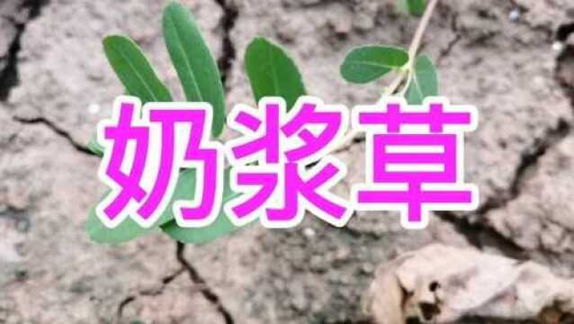 农村这种植物叫奶浆草,也叫地锦草,很多人不知道它的价值