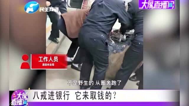 陕西宝鸡:八戒进银行,它来取钱的?