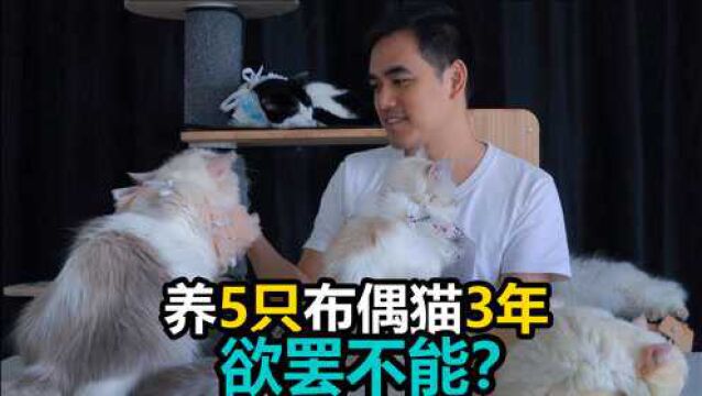 凭什么让猫奴欲罢不能 养5只布偶猫3年后 客观地说点它的好