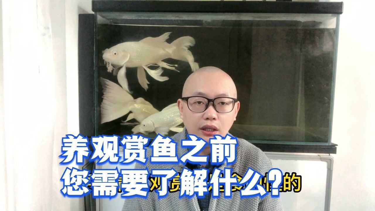 养观赏鱼之前,您需要了解什么?