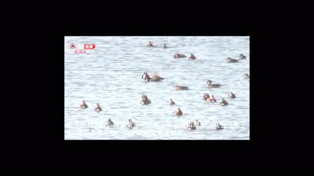 【视频】南京紫金山映山湖变身鸳鸯湖,上百只鸳鸯戏水成一景