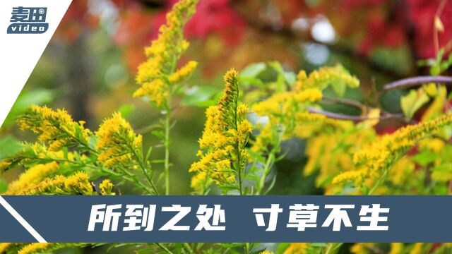 加拿大一枝黄花现身河南!被称为“生态杀手”,曾作为观赏植物被引进