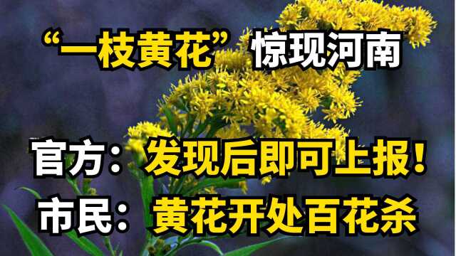 “一枝黄花”惊现河南,发现后立刻上报!市民:此花开处百花杀