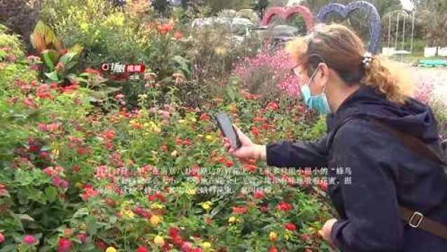 【视频】路边鲜花引来大量“蜂鸟”?专家称这不是鸟是蜂蛾