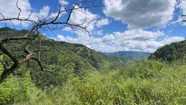 秦岭山里的五味子成熟了,它即是药材也是水果,红彤彤的太诱人了