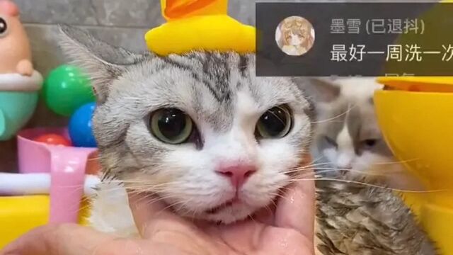 今日“搓搓河”上线,又发现了一个养猫的乐趣啊