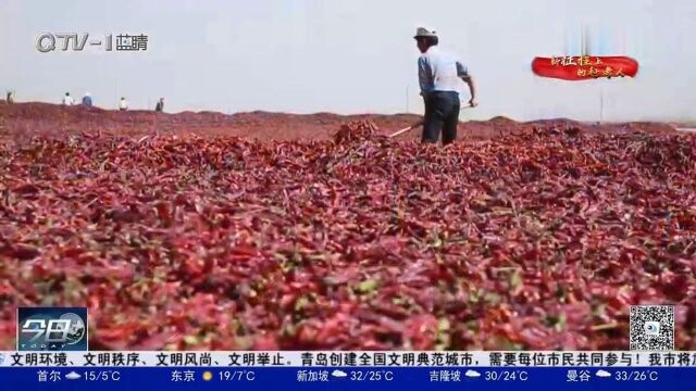 世界辣椒看中国,中国辣椒看胶州:东西协作共酿“东方味道”