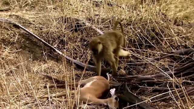 豹子爬树捉狒狒,而狒狒从猎豹手中拯救黑斑羚,狒狒与猴子!