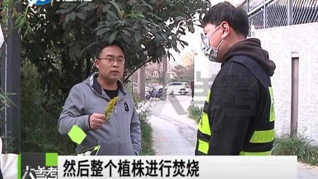 河南郑州:路边小竹林惊现“一枝黄”,“霸王花”究竟多霸道?