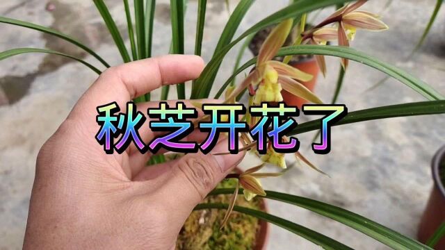 秋芝兰花开花了