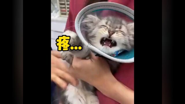 《 猫 咪 幼 崽 高 萌 图 鉴 》#猫 #可爱 #沙雕动物 #搞笑