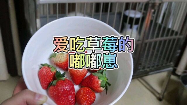 爱吃草莓的嘟嘟崽!