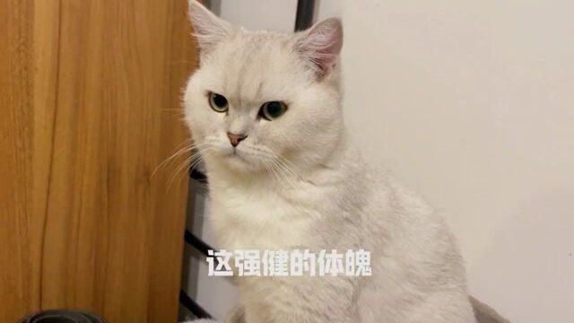 我家猫成精了