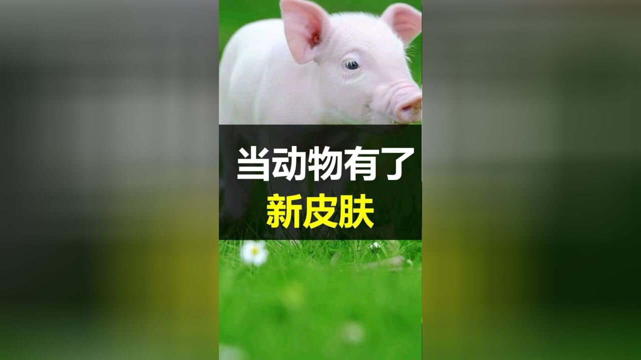 涨姿势了!居然有蓝色的鱼肉?#科普 #动物 #看点趣打卡计划