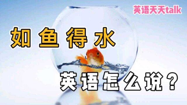 “如鱼得水”的英语,原来跟“fish”一点关系都没有