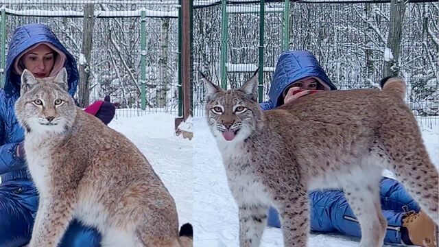 好萌!俄罗斯家养大猞猁和女主人在雪地里玩耍,蹦蹦跳跳太开心了