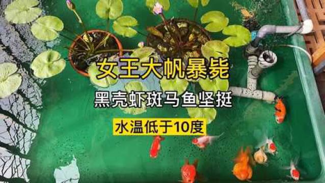 女王大帆暴毙,黑壳虾斑马鱼和金鱼没啥事