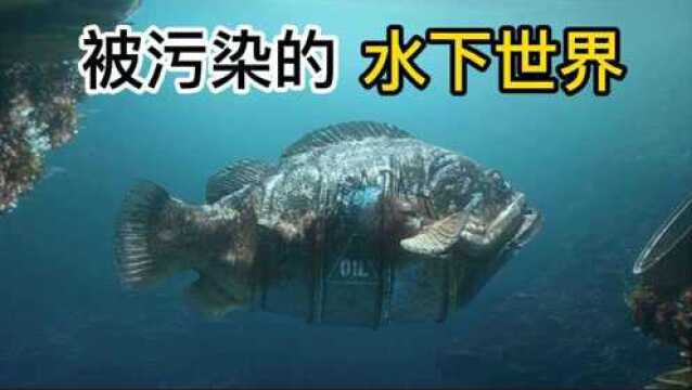 水下世界污染严重,海洋生物不得不和垃圾共处