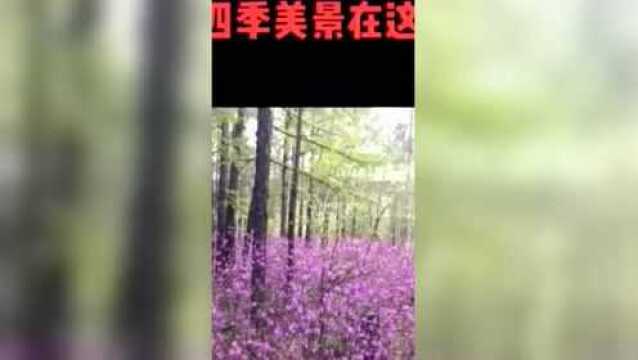 【“抖”塔河】抖音大赛12月月冠军获奖名单新鲜出炉啦!速来围观!