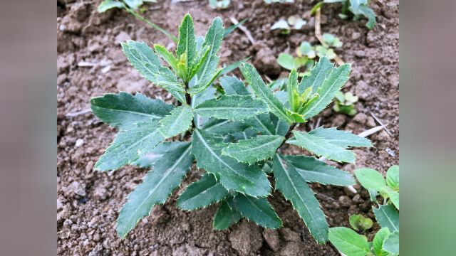 七七芽又叫刺儿菜,它的好处与价值,我也是第一次了解这么清楚