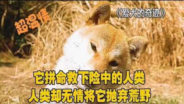 爱犬的奇迹