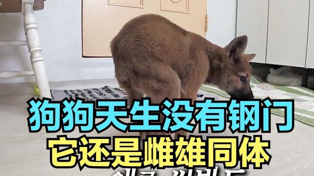 狗狗天生没有钢门,而且它还是雌雄同体