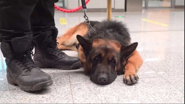 警犬为护卫冬奥付出太多!火车托运到北京中途不进食不喝水