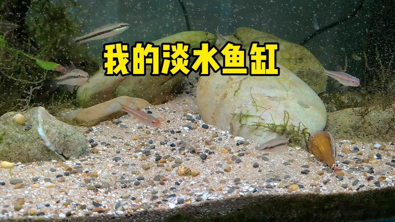 这些鱼你都认识吗?还有来自南美的鱼!分享一下我的淡水鱼缸