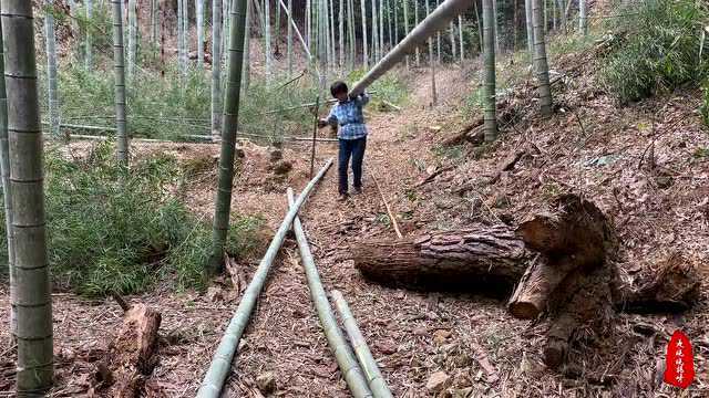 一根竹子10几块,农村大妈挑一堆才卖两千,赚钱不易劳动光荣!